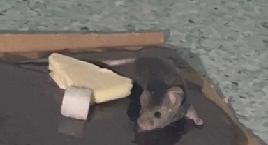 Hastaneyi Fareler Bastı 